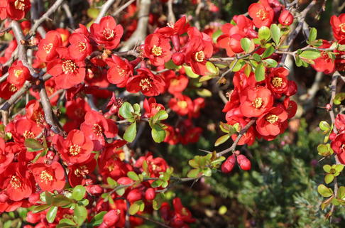 Scheinquitte / Zierquitte 'Fusion' - Chaenomeles 'Fusion'