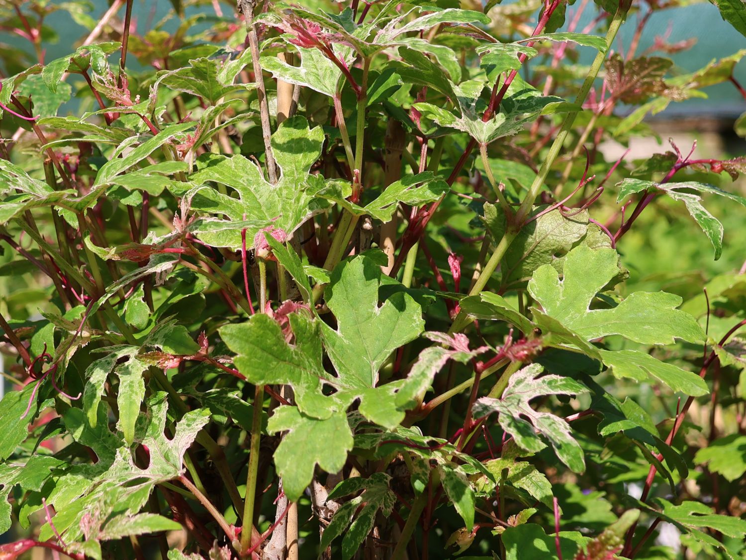 Scheinrebe 'Elegans' - Ampelopsis brevipedunculata 'Elegans'
