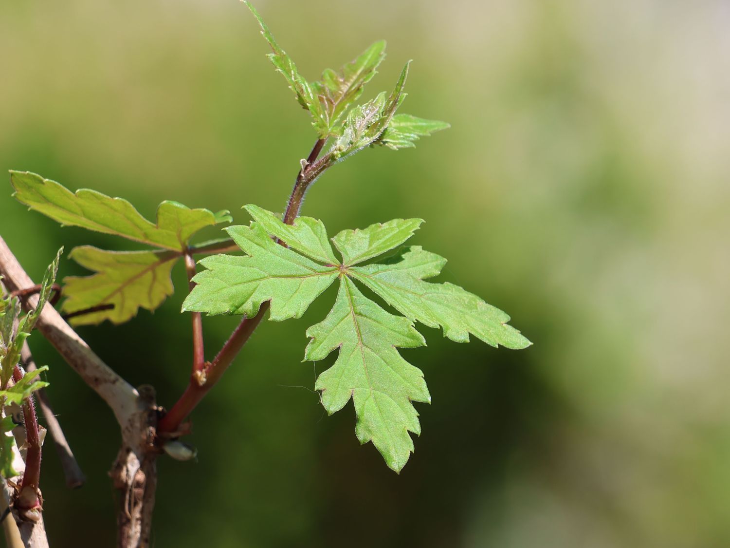 Scheinrebe - Ampelopsis aconitifolia