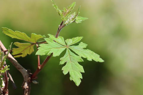 Scheinrebe - Ampelopsis aconitifolia