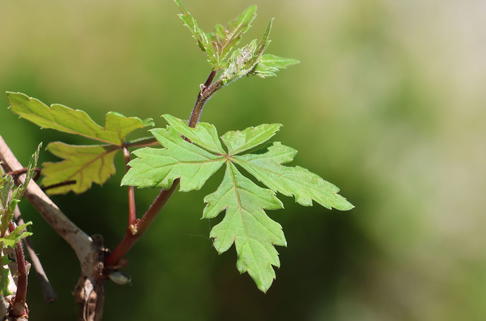 Scheinrebe - Ampelopsis aconitifolia