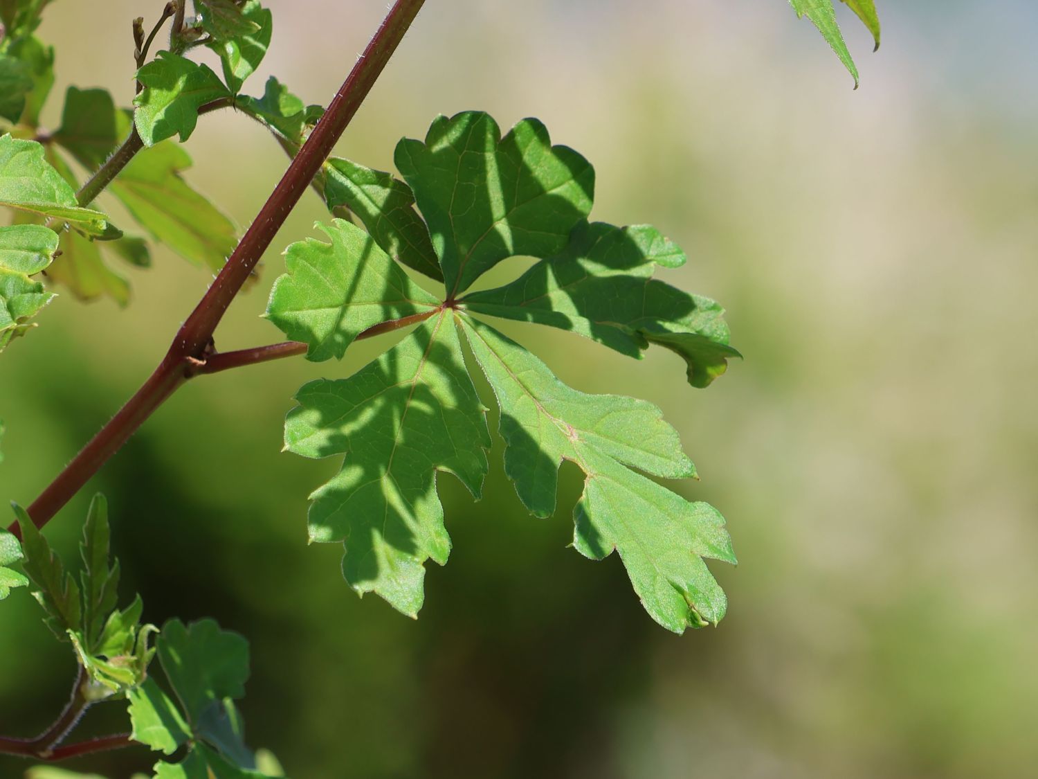 Scheinrebe - Ampelopsis aconitifolia