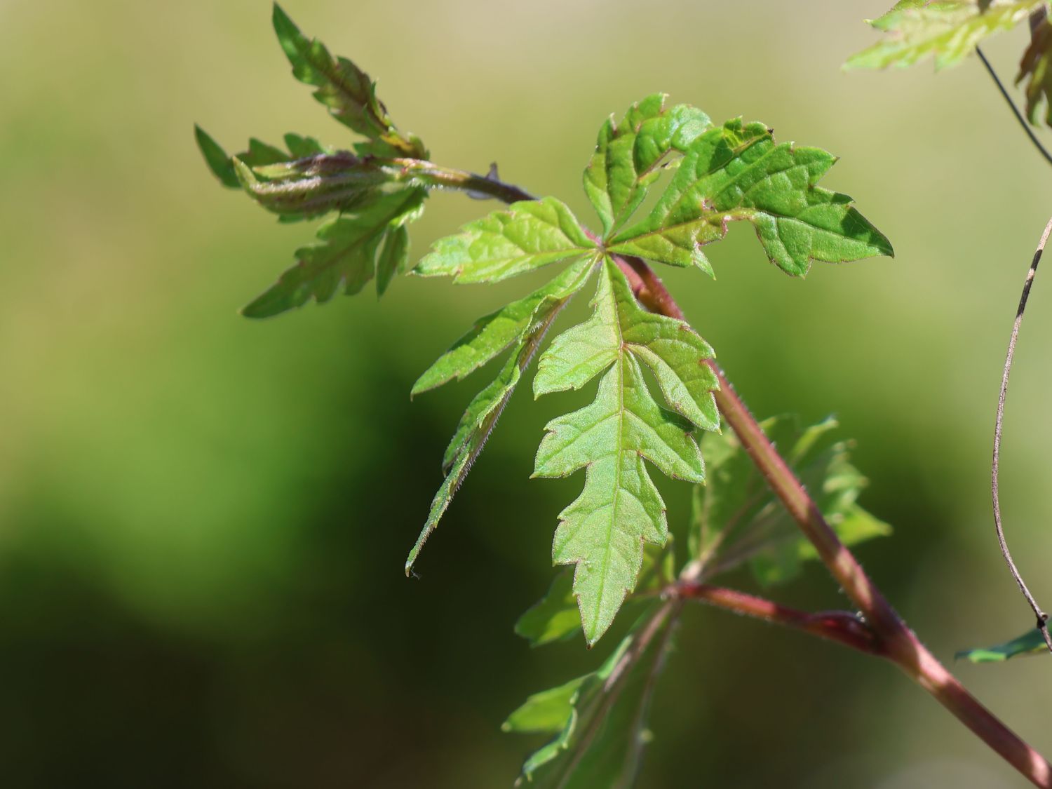 Scheinrebe - Ampelopsis aconitifolia