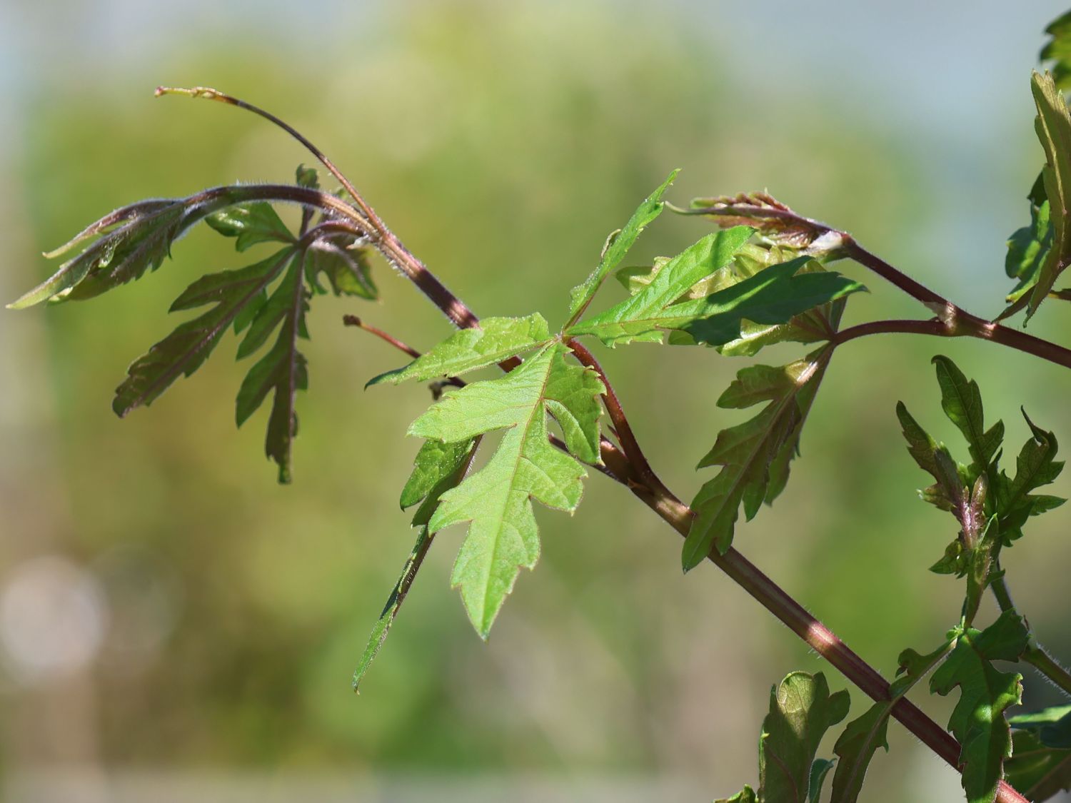 Scheinrebe - Ampelopsis aconitifolia