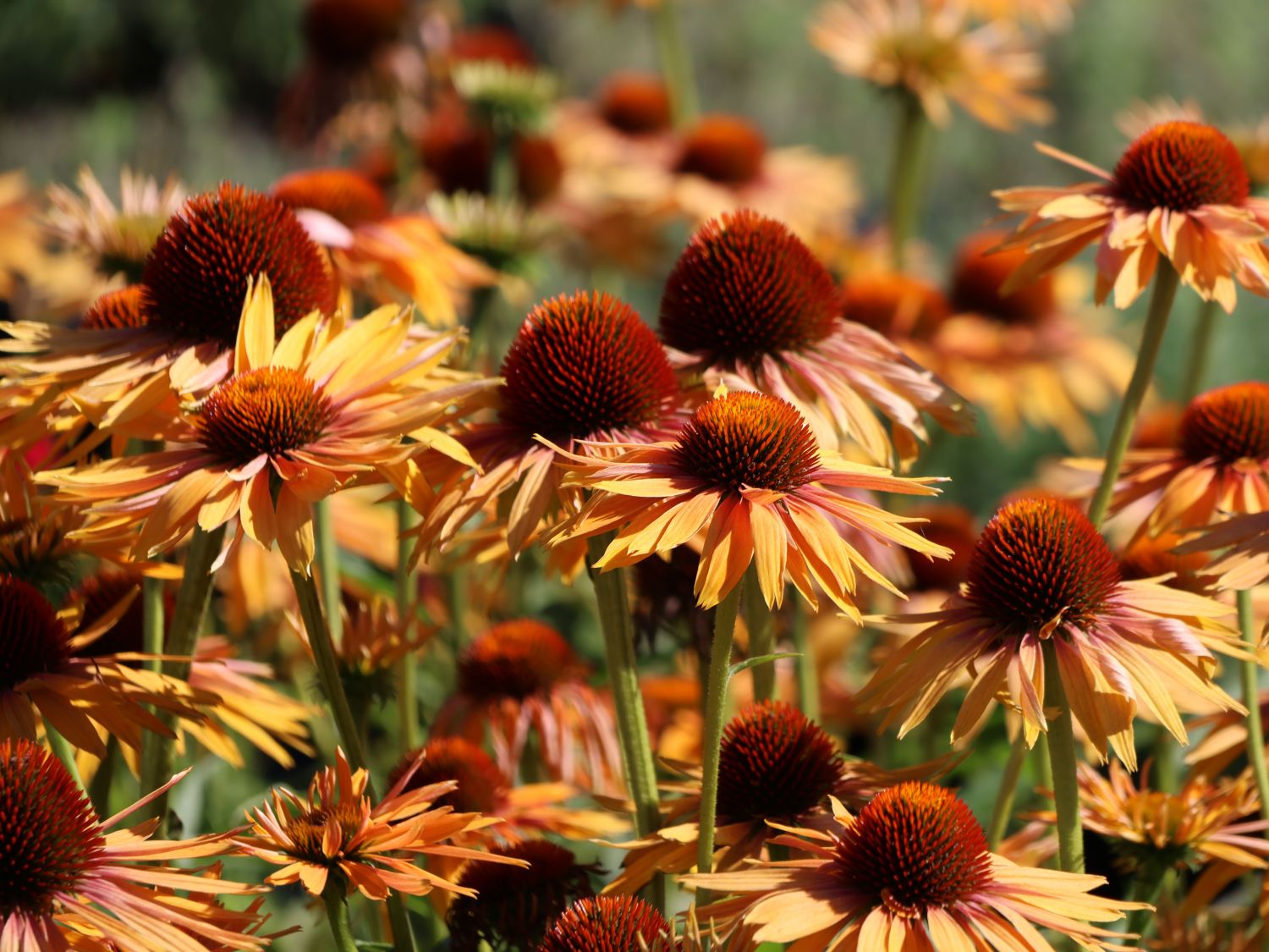 Scheinsonnenhut 'Big Kahuna'