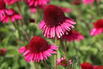 Scheinsonnenhut 'Delicious Candy' - Echinacea purpurea 'Delicious Candy'