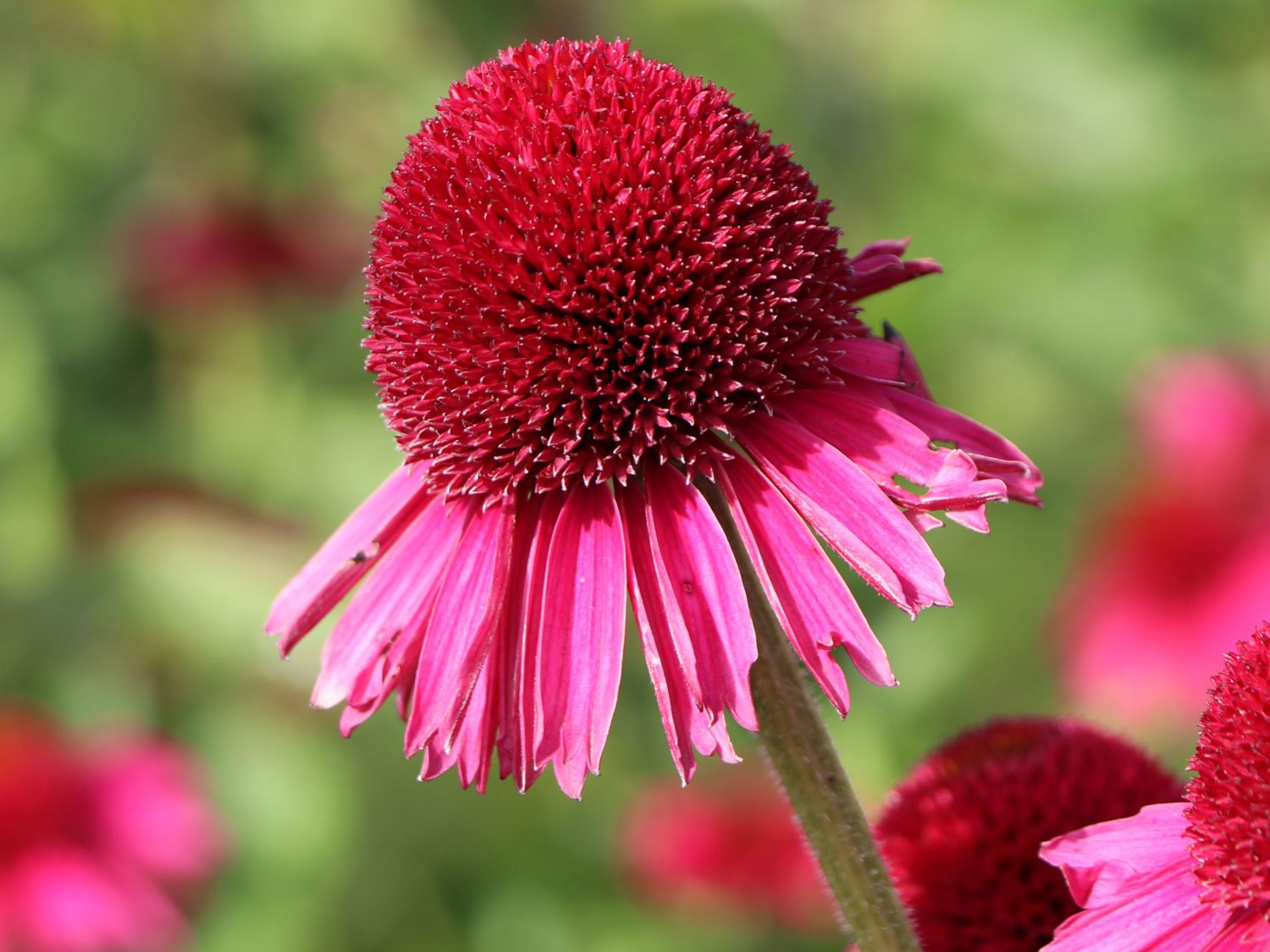 Scheinsonnenhut 'Delicious Candy' - Echinacea purpurea 'Delicious Candy'