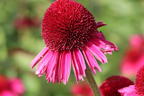 Scheinsonnenhut 'Delicious Candy' - Echinacea purpurea 'Delicious Candy'