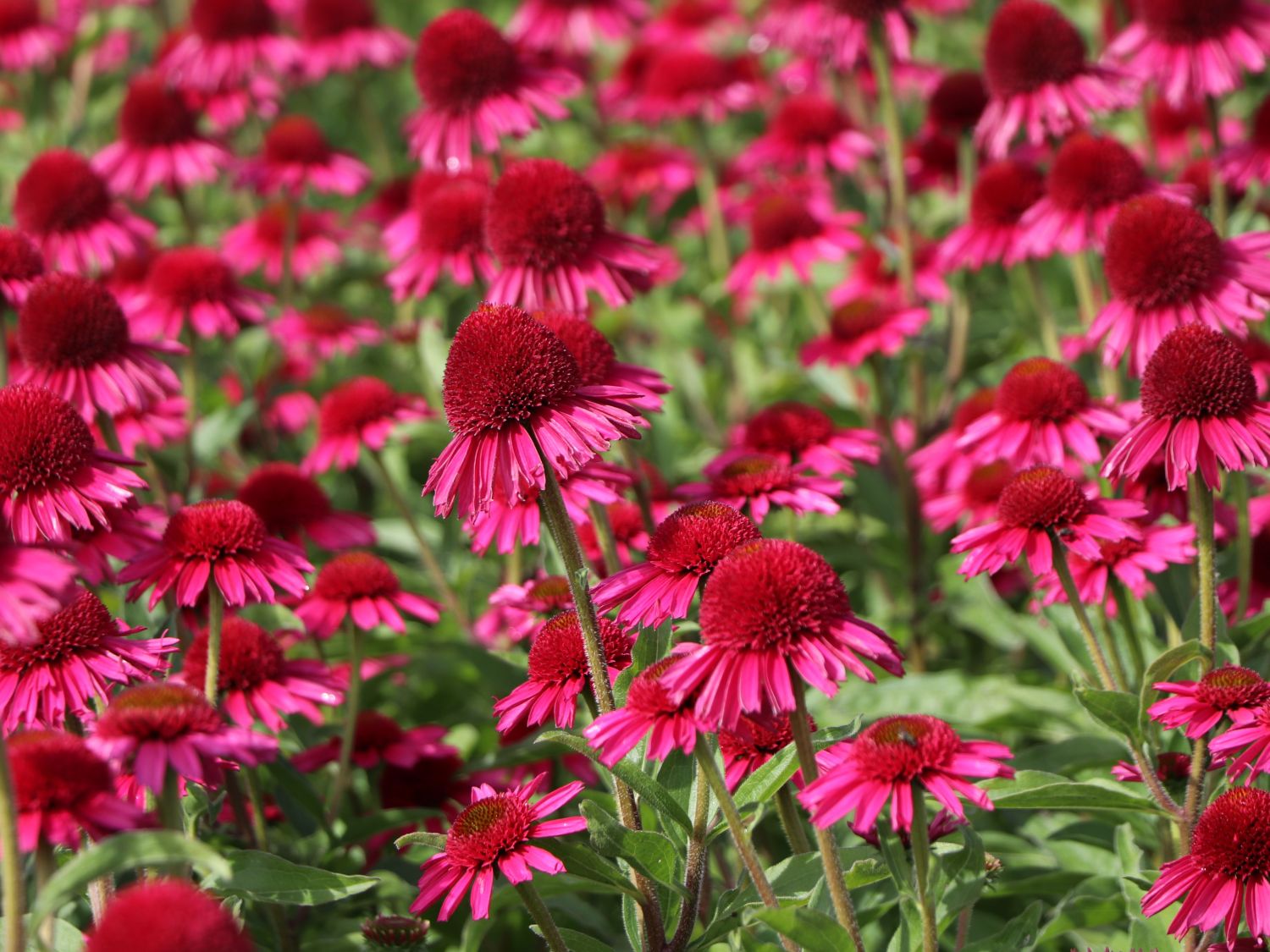 Scheinsonnenhut 'Delicious Candy' - Echinacea purpurea 'Delicious Candy'