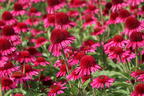 Scheinsonnenhut 'Delicious Candy' - Echinacea purpurea 'Delicious Candy'