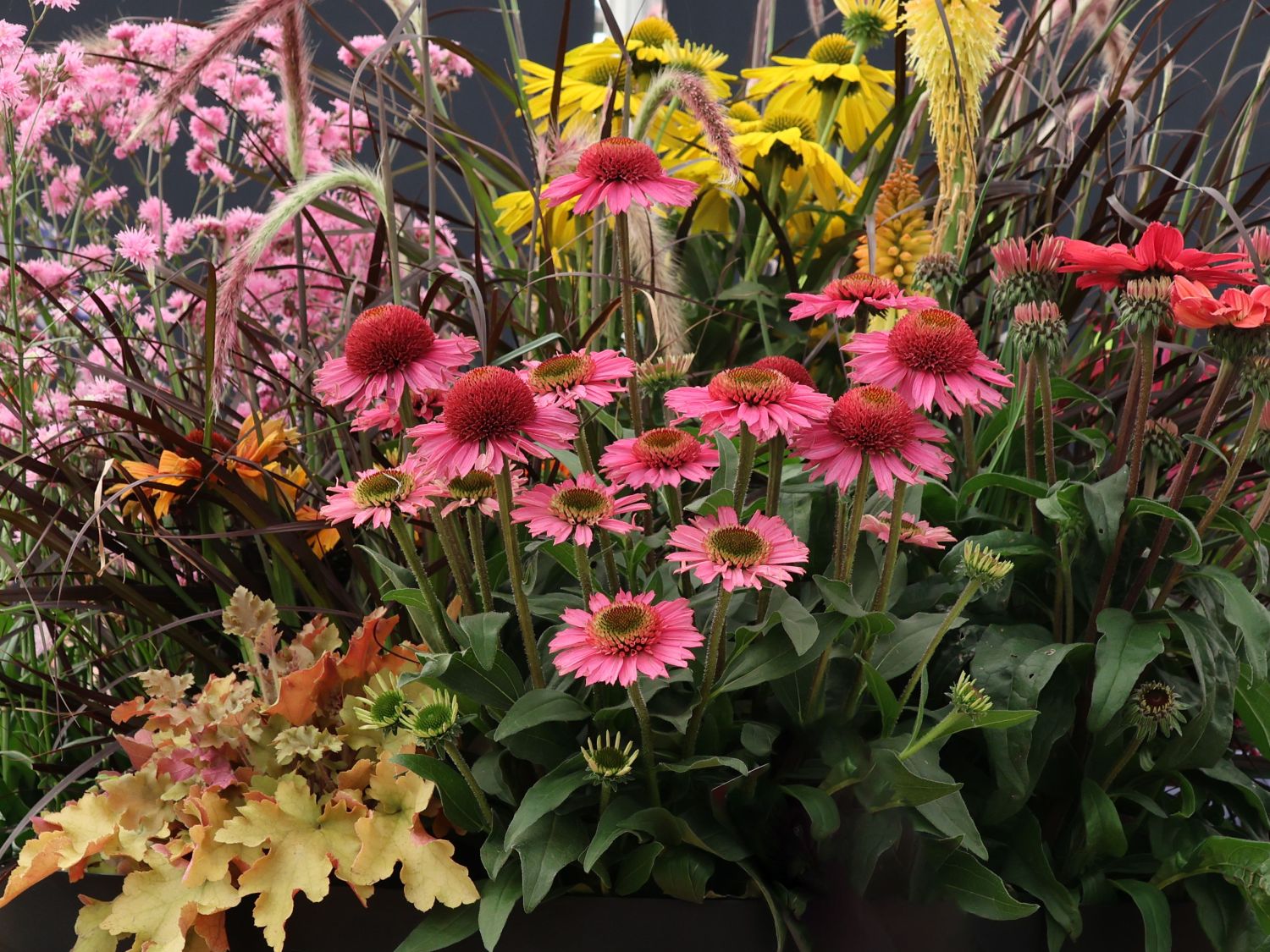 Scheinsonnenhut 'Delicious Candy' - Echinacea purpurea 'Delicious Candy'