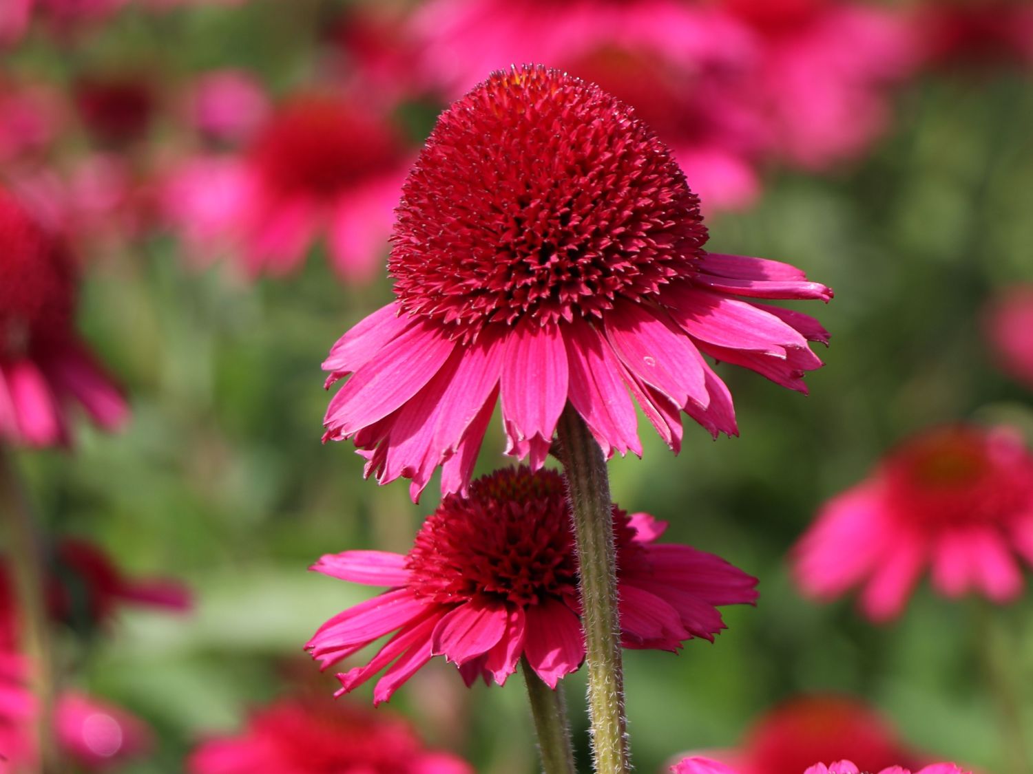 Scheinsonnenhut 'Delicious Candy' - Echinacea purpurea 'Delicious Candy'