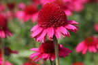 Scheinsonnenhut 'Delicious Candy' - Echinacea purpurea 'Delicious Candy'