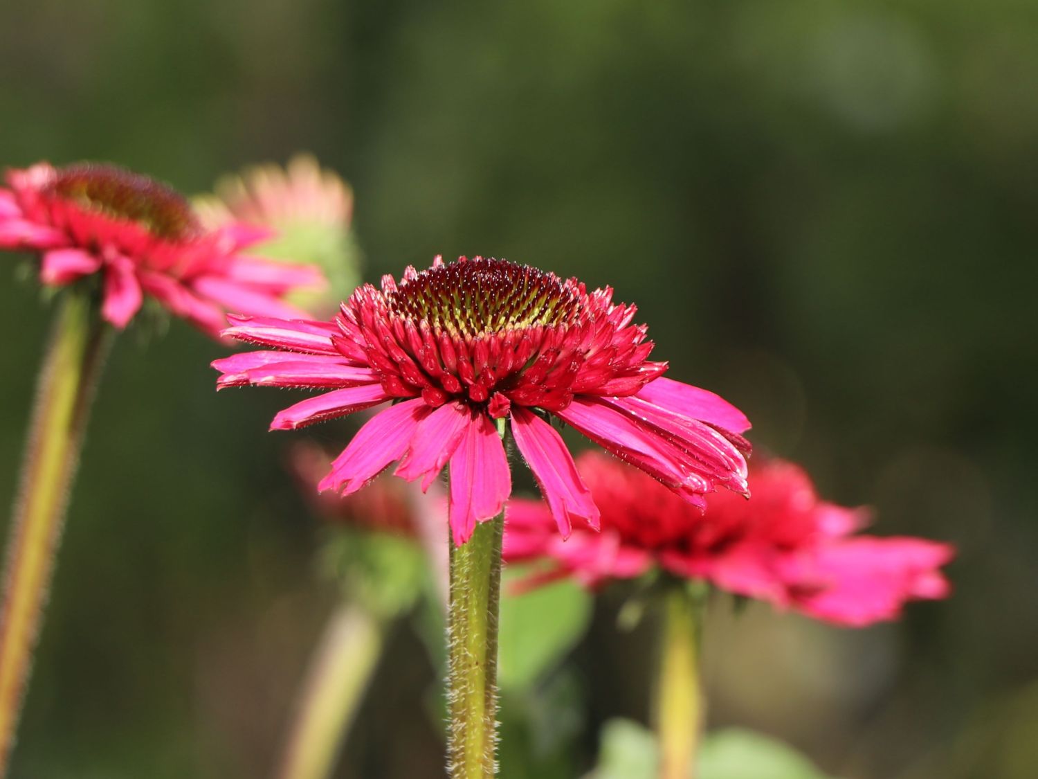 Scheinsonnenhut 'Delicious Candy' - Echinacea purpurea 'Delicious Candy'