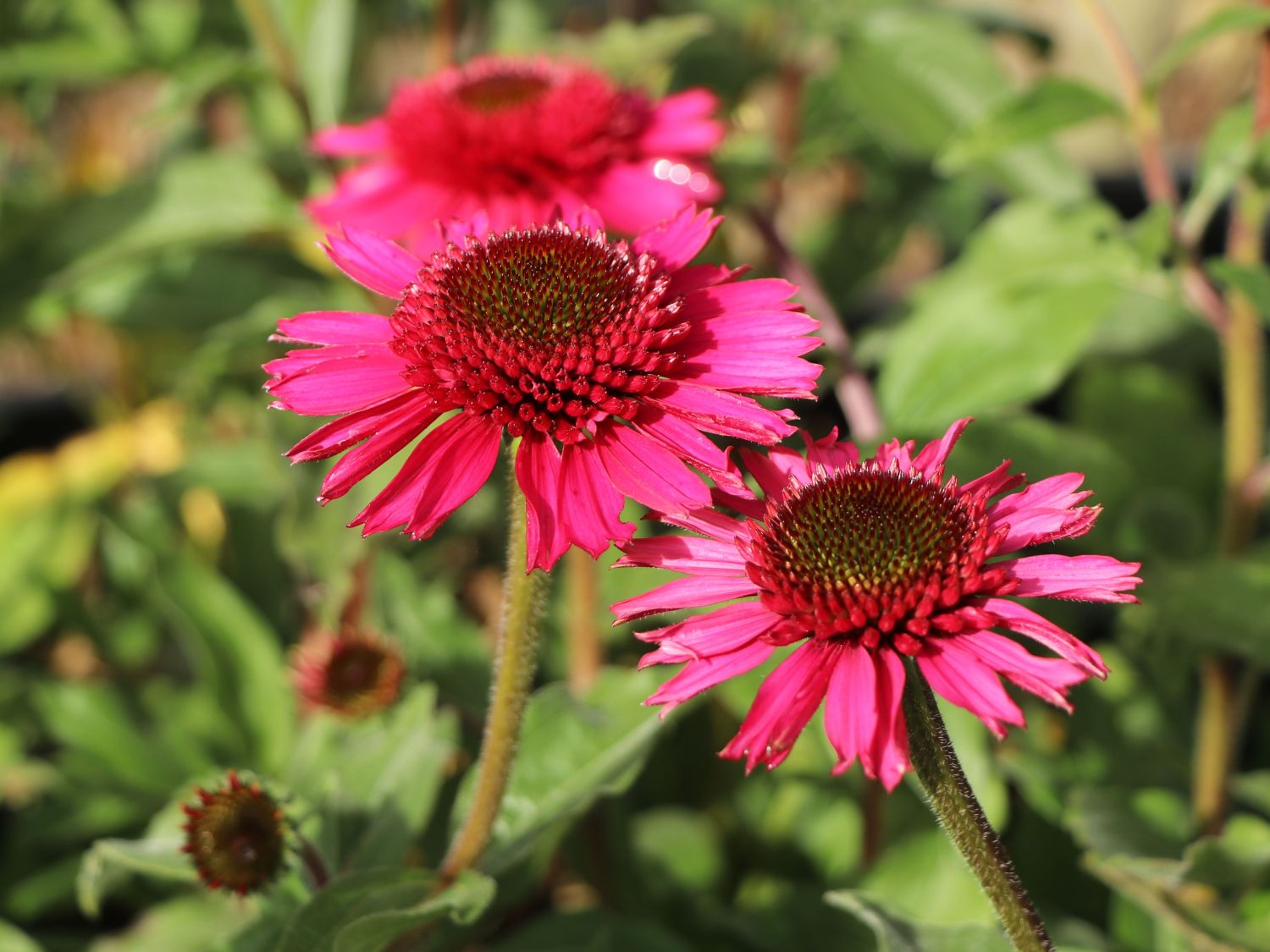 Scheinsonnenhut 'Delicious Candy' - Echinacea purpurea 'Delicious Candy'