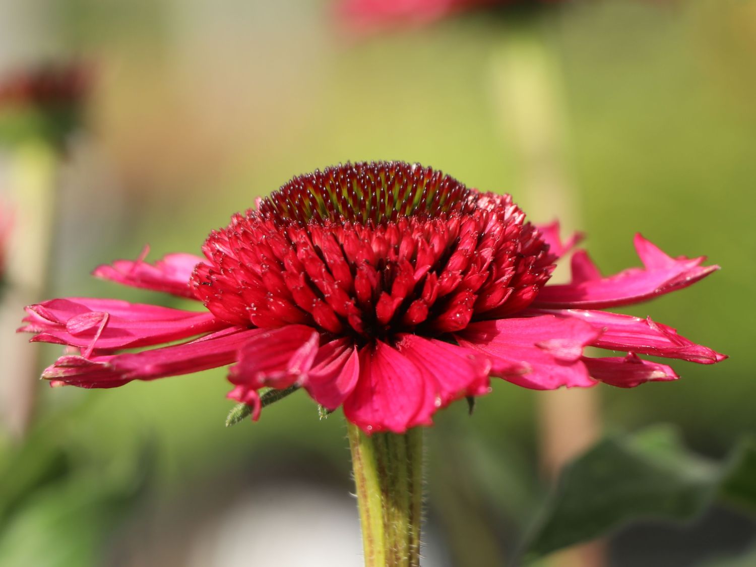 Scheinsonnenhut 'Delicious Candy' - Echinacea purpurea 'Delicious Candy'