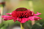 Scheinsonnenhut 'Delicious Candy' - Echinacea purpurea 'Delicious Candy'