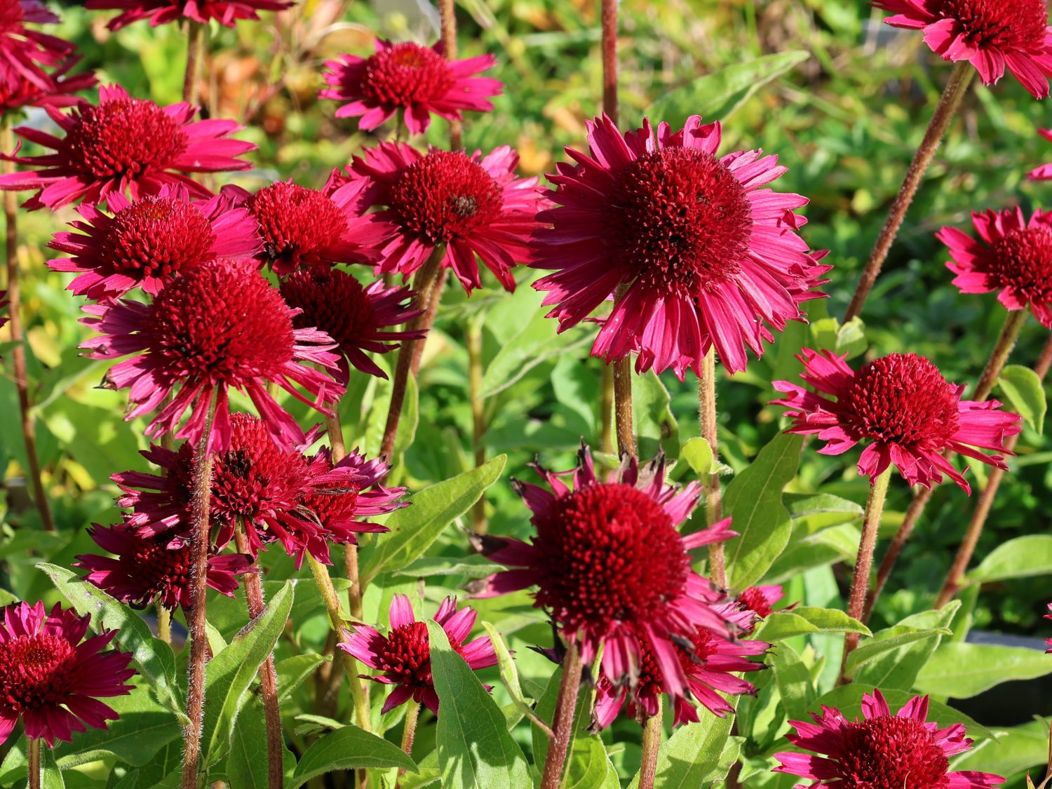 Scheinsonnenhut 'Delicious Candy' - Echinacea purpurea 'Delicious Candy'
