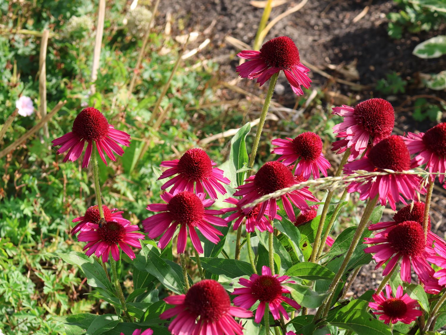 Scheinsonnenhut 'Delicious Candy' - Echinacea purpurea 'Delicious Candy'