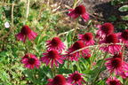 Scheinsonnenhut 'Delicious Candy' - Echinacea purpurea 'Delicious Candy'