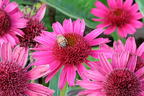 Scheinsonnenhut 'Delicious Candy' - Echinacea purpurea 'Delicious Candy'