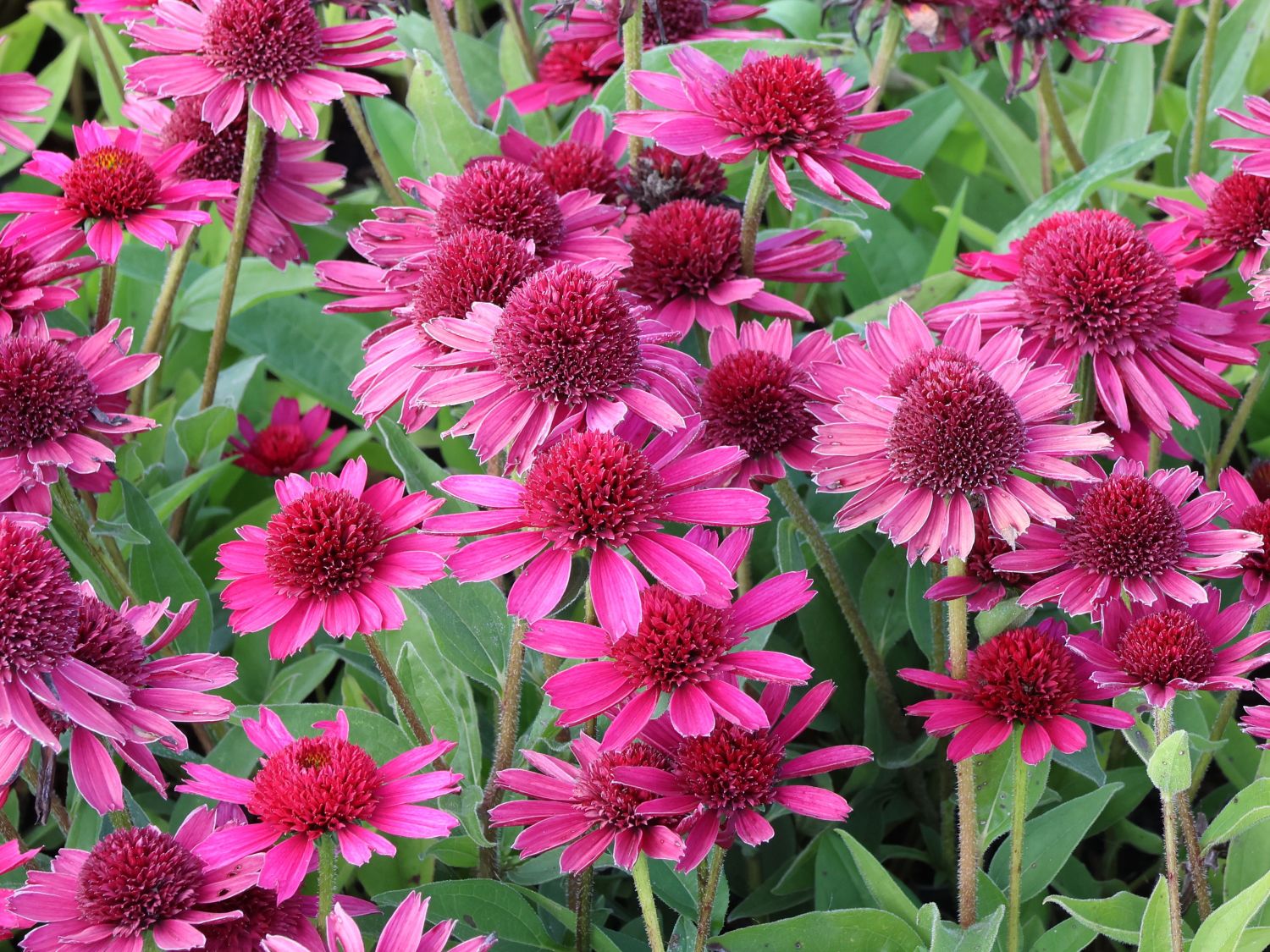 Scheinsonnenhut 'Delicious Candy' - Echinacea purpurea 'Delicious Candy'