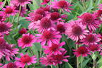 Scheinsonnenhut 'Delicious Candy' - Echinacea purpurea 'Delicious Candy'