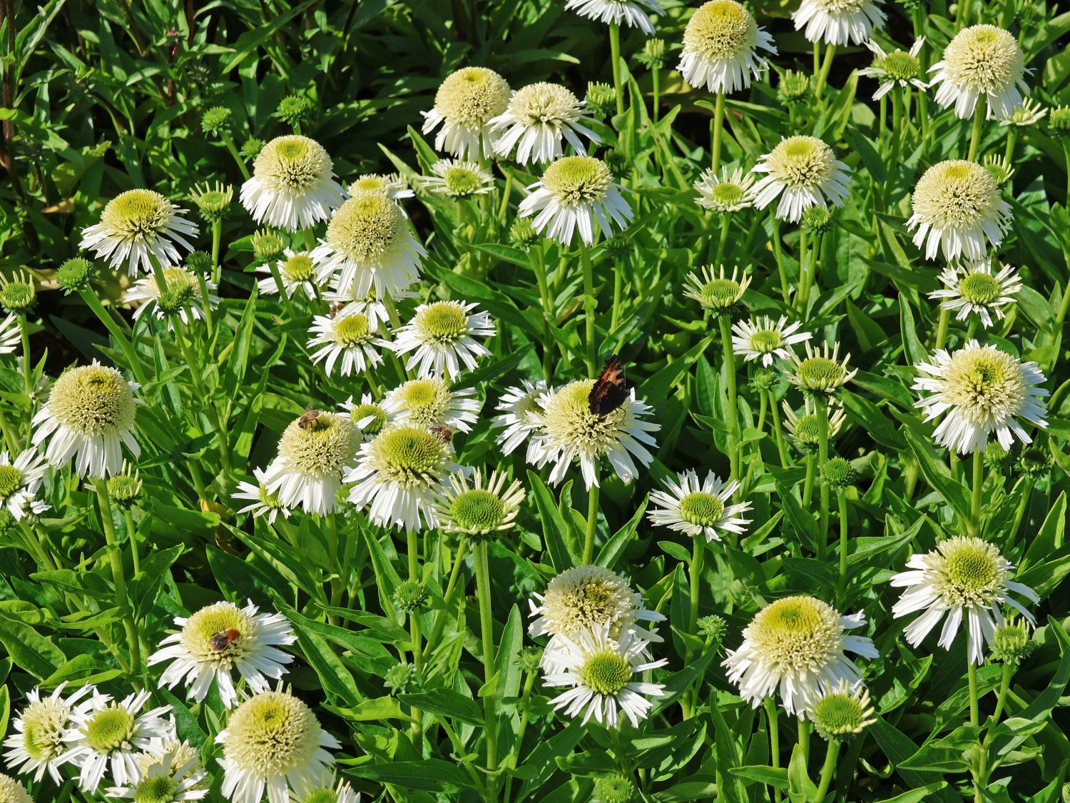 Scheinsonnenhut 'Delicious Nougat'