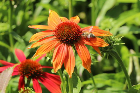 Scheinsonnenhut 'Prairie Blaze Orange Sunset' - Echinacea 'Prairie Blaze Orange Sunset'