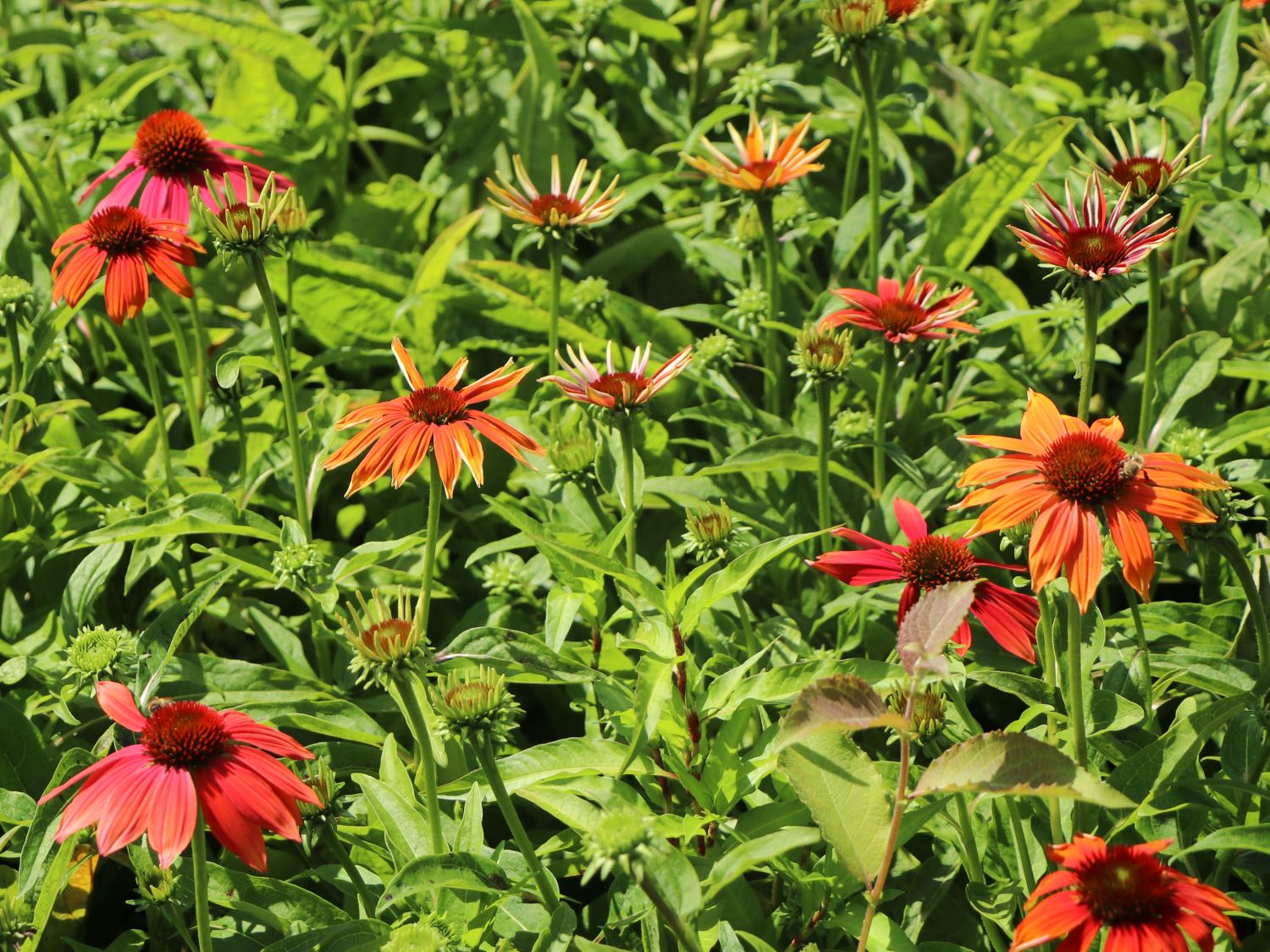 Scheinsonnenhut 'Prairie Blaze Orange Sunset' - Echinacea 'Prairie Blaze Orange Sunset'