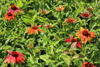 Scheinsonnenhut 'Prairie Blaze Orange Sunset' - Echinacea 'Prairie Blaze Orange Sunset'
