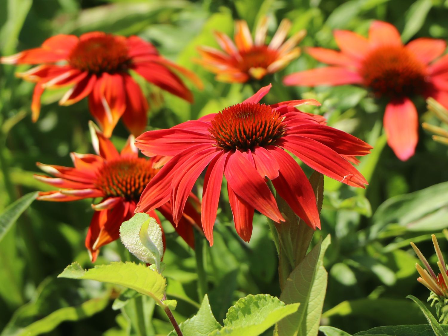 Scheinsonnenhut 'Prairie Blaze Orange Sunset' - Echinacea 'Prairie Blaze Orange Sunset'