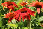 Scheinsonnenhut 'Prairie Blaze Orange Sunset' - Echinacea 'Prairie Blaze Orange Sunset'