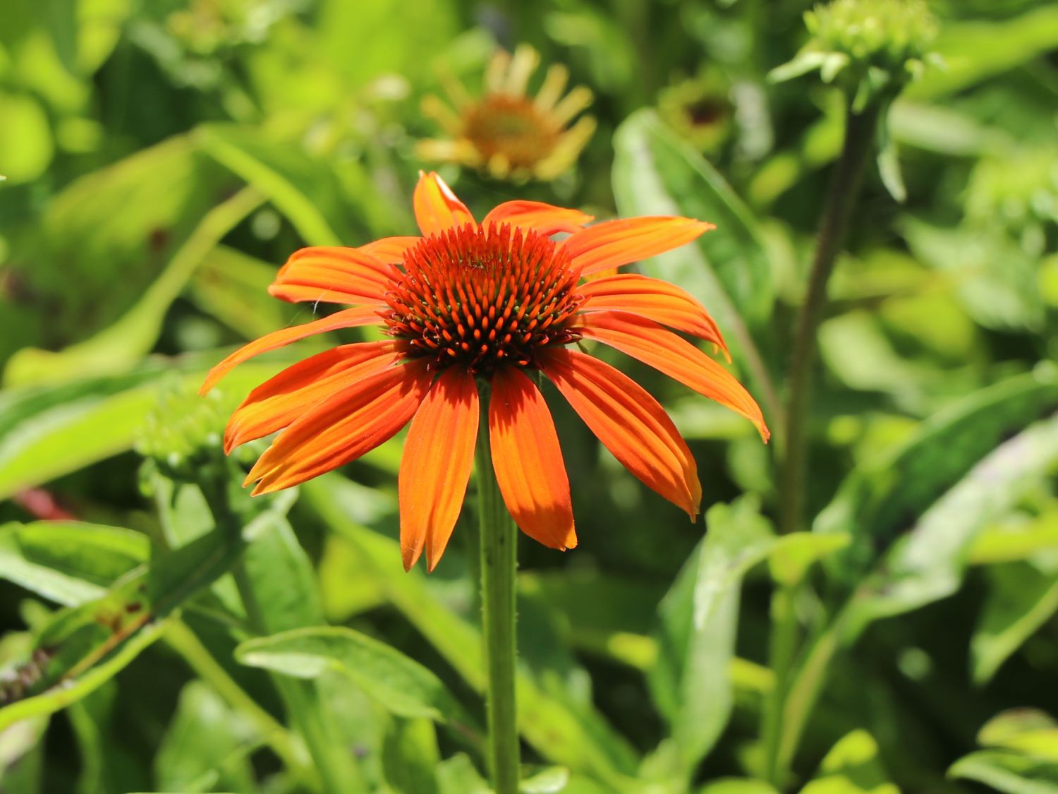 Scheinsonnenhut 'Prairie Blaze Orange Sunset' - Echinacea 'Prairie Blaze Orange Sunset'