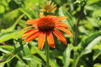 Scheinsonnenhut 'Prairie Blaze Orange Sunset' - Echinacea 'Prairie Blaze Orange Sunset'