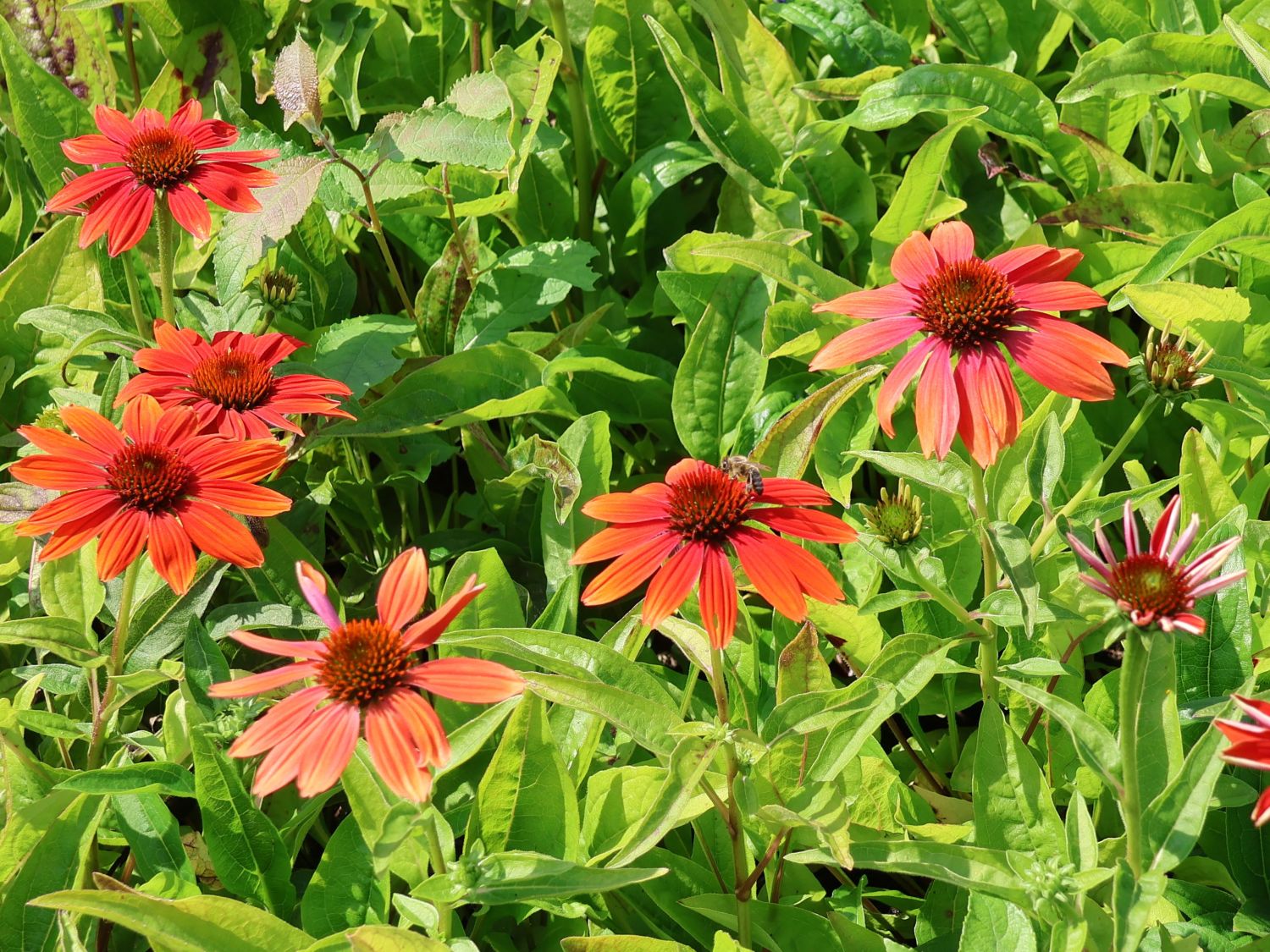 Scheinsonnenhut 'Prairie Blaze Orange Sunset' - Echinacea 'Prairie Blaze Orange Sunset'