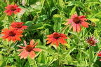 Scheinsonnenhut 'Prairie Blaze Orange Sunset' - Echinacea 'Prairie Blaze Orange Sunset'
