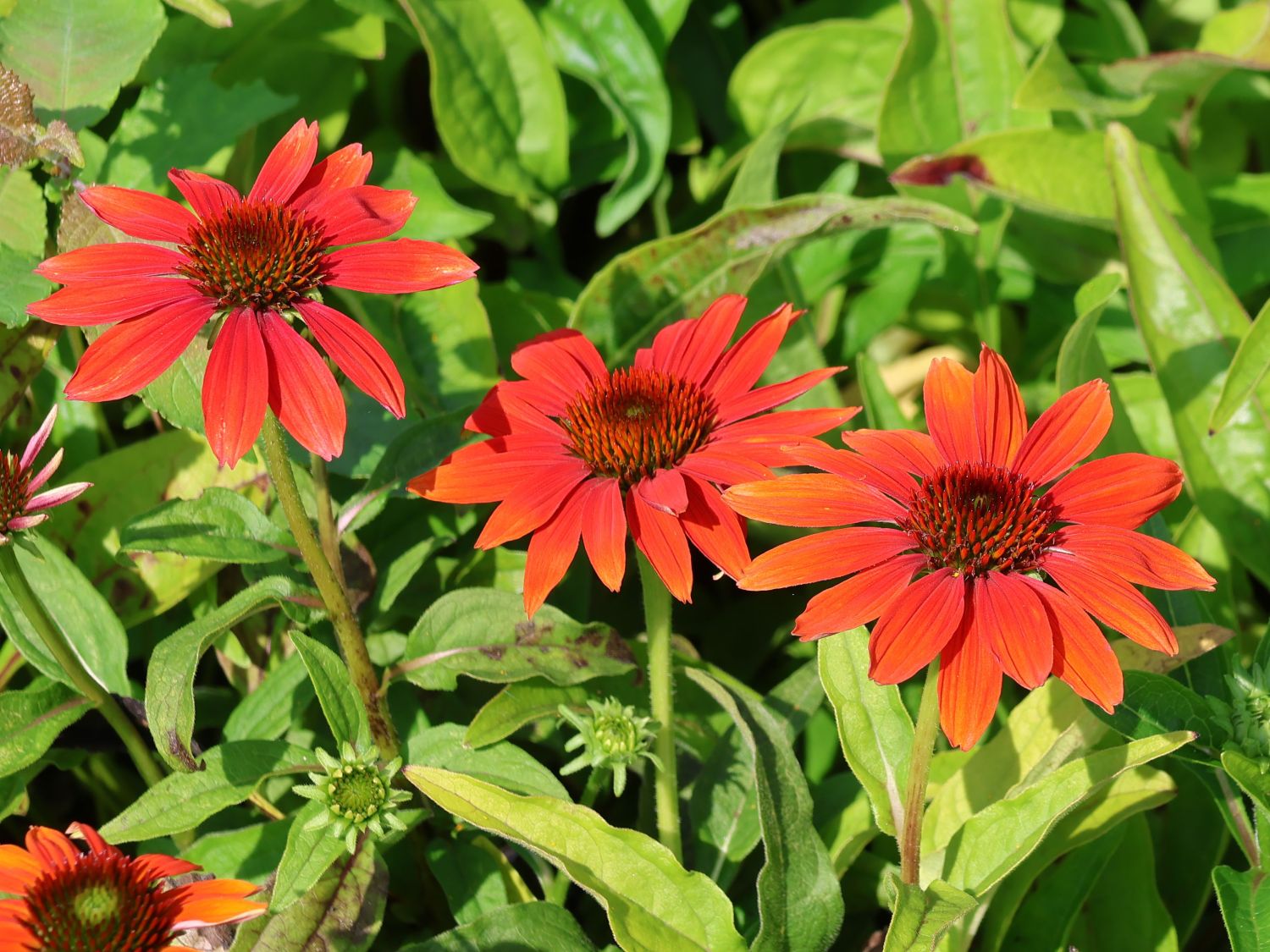 Scheinsonnenhut 'Prairie Blaze Orange Sunset' - Echinacea 'Prairie Blaze Orange Sunset'