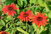 Scheinsonnenhut 'Prairie Blaze Orange Sunset' - Echinacea 'Prairie Blaze Orange Sunset'