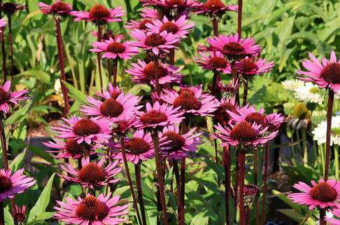 Scheinsonnenhut 'Fatal Attraction' ® - Echinacea purpurea 'Fatal Attraction' ®