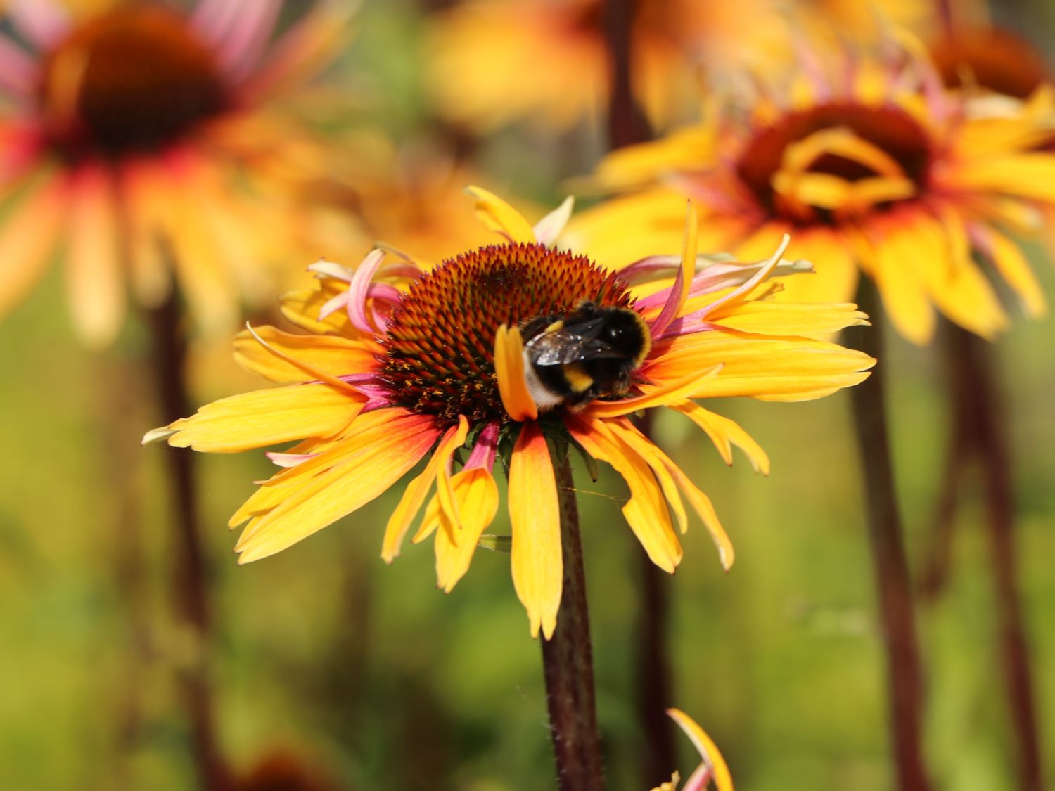 Scheinsonnenhut 'Funky Yellow'