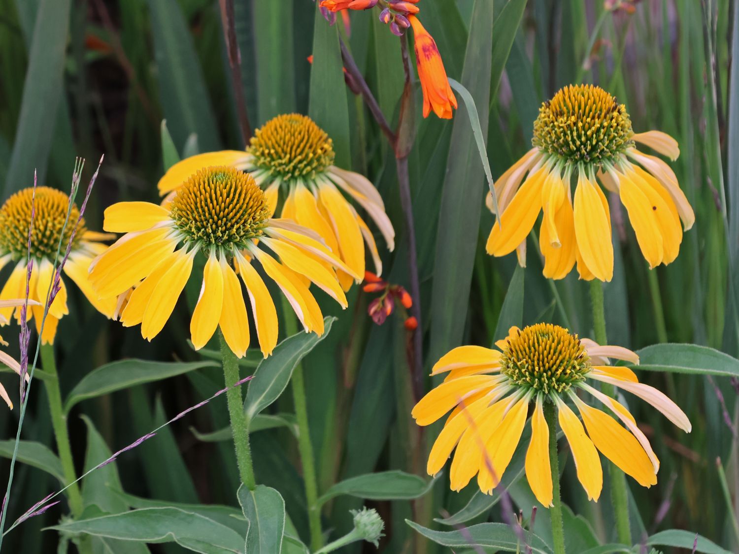 Scheinsonnenhut 'Golden Skipper' - Echinacea purpurea 'Golden Skipper'