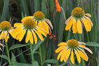 Scheinsonnenhut 'Golden Skipper' - Echinacea purpurea 'Golden Skipper'