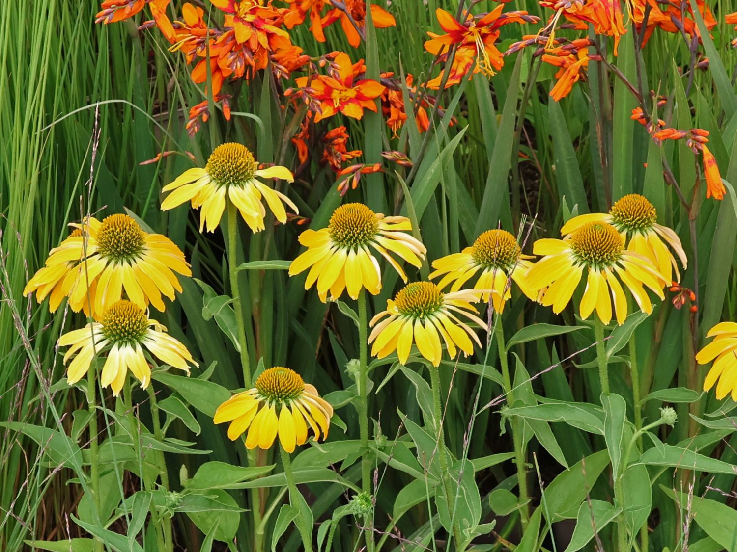 Scheinsonnenhut 'Golden Skipper' - Echinacea purpurea 'Golden Skipper'