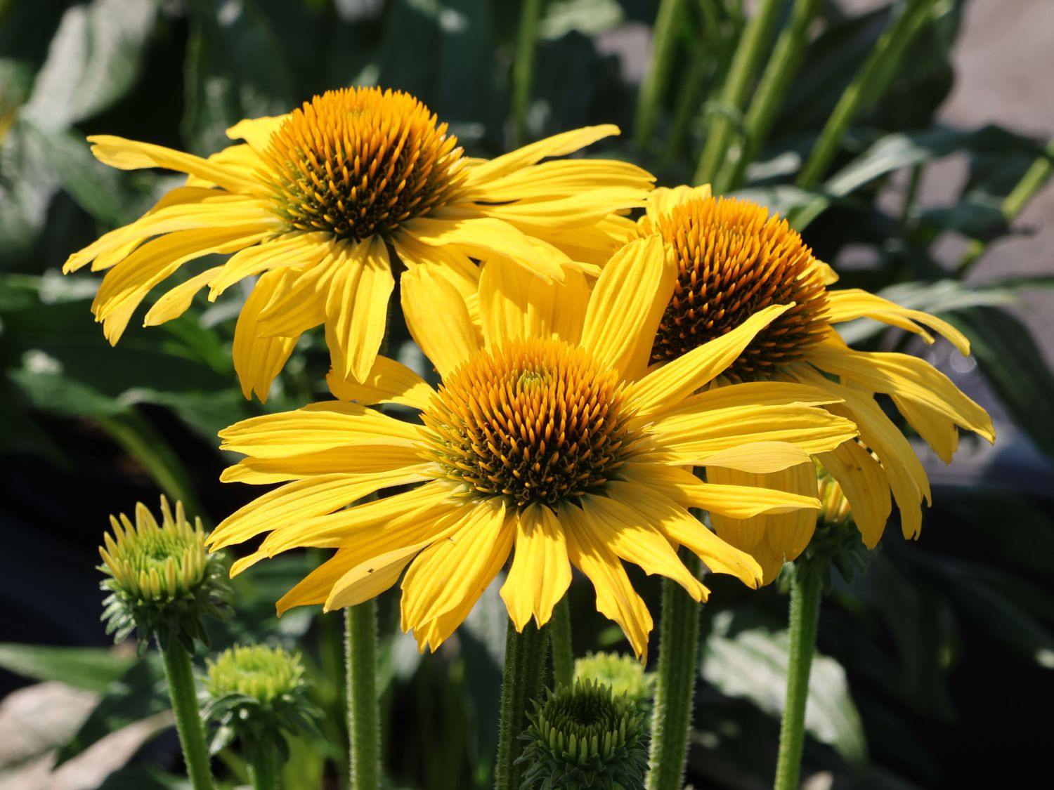 Scheinsonnenhut 'Golden Skipper'