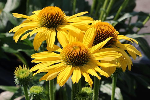 Scheinsonnenhut 'Golden Skipper' - Echinacea purpurea 'Golden Skipper'