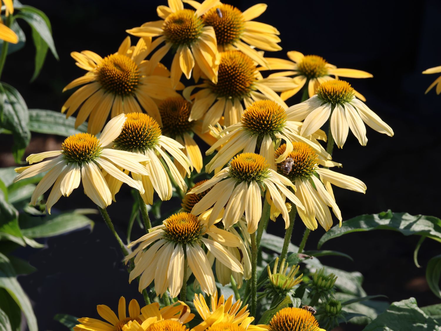 Scheinsonnenhut 'Golden Skipper' - Echinacea purpurea 'Golden Skipper'