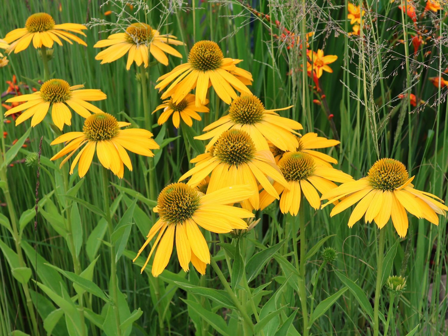 Scheinsonnenhut 'Golden Skipper' - Echinacea purpurea 'Golden Skipper'