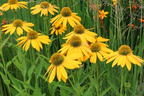 Scheinsonnenhut 'Golden Skipper' - Echinacea purpurea 'Golden Skipper'
