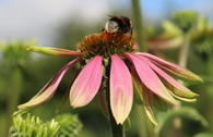 Scheinsonnenhut 'Green Envy'